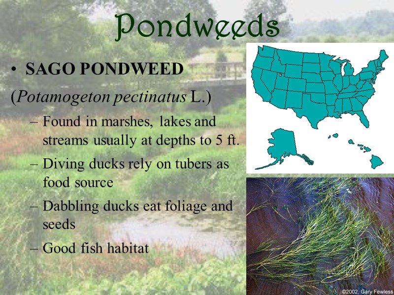 Pondweeds SAGO PONDWEED (Potamogeton pectinatus L.) Found in marshes, lakes and streams usually at